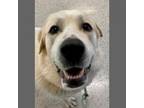 Adopt Knatsu a White - with Tan, Yellow or Fawn Great Pyrenees / Mixed dog in