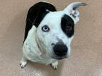 Adopt Darcy a White Australian Cattle Dog / Mixed dog in Boulder, CO (37690375)