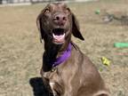 Adopt Junior a Brown/Chocolate Vizsla / Whippet / Mixed dog in Boulder