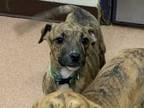 Adopt Dory a Brown/Chocolate Plott Hound / Mixed dog in Boulder, CO (37690373)