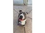 Adopt Ruben a Gray/Silver/Salt & Pepper - with White Pit Bull Terrier / Mixed