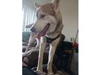Adopt Balto a Gray/Blue/Silver/Salt & Pepper Husky / Mixed dog in Denver