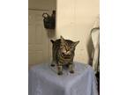 Adopt Dutchess a Brown Tabby Calico / Mixed (short coat) cat in West End