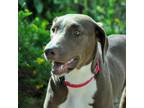 Adopt Mocha a Brown/Chocolate Mixed Breed (Medium) / Mixed dog in Sarasota