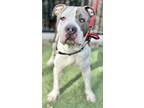 Adopt Mickey a White American Pit Bull Terrier / Mixed dog in Roseville