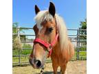 Adopt Comet a Pony - Other / Mixed horse in Des Moines, IA (37689532)