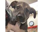 Adopt Bradley a Tan/Yellow/Fawn Mixed Breed (Medium) / Mixed dog in Memphis