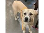 Adopt Tangerine a Tan/Yellow/Fawn Mixed Breed (Medium) / Mixed dog in Memphis