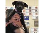 Adopt Juni a Black Mixed Breed (Medium) / Mixed dog in Memphis, TN (37689430)