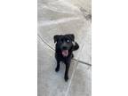 Adopt Sunflower a Black Collie / Husky / Mixed dog in Benicia, CA (37689229)