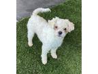 Adopt Harry a White Poodle (Miniature) / Terrier (Unknown Type