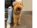 Adopt Bud a Tan/Yellow/Fawn Airedale Terrier / Mixed dog in Tulsa, OK (37689210)