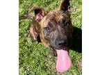 Adopt Uma a Pit Bull Terrier / Mixed dog in Birmingham, AL (37689020)