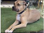 Adopt Oswald a Tan/Yellow/Fawn - with Black American Pit Bull Terrier / American