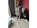 Adopt Lola a Gray or Blue Domestic Shorthair (short coat) cat in Frankfort