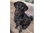 Adopt Scout a Black Rottweiler / Australian Shepherd / Mixed dog in Schuyler