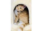 Adopt Ginger a Orange or Red Tabby Oriental / Mixed (medium coat) cat in