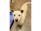 Adopt Wall - E a Tan/Yellow/Fawn Australian Cattle Dog / Mixed dog in Nogales