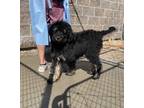 Adopt Tarzan a Black Poodle (Standard) / Mixed dog in Evans, CO (37688284)