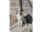Adopt Coconut a White Great Pyrenees / Mixed dog in Evans, CO (37688283)