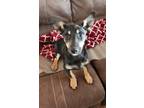 Adopt Angel a Border Collie / Dachshund dog in modesto, CA (37688259)