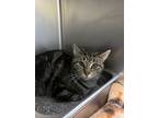 Adopt Revel *BARN CAT CANDIDATE* a Brown or Chocolate Domestic Shorthair /
