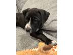 Adopt Laney a Black - with White Labrador Retriever / Pointer / Mixed dog in