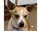 Adopt Duncan a Tan/Yellow/Fawn - with White Corgi / Jack Russell Terrier / Mixed