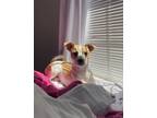 Adopt ace a Tan/Yellow/Fawn Jack Russell Terrier / Mixed dog in Lutz