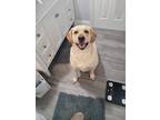 Adopt Addie a Tan/Yellow/Fawn Labrador Retriever / Mixed dog in West Long