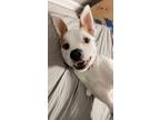 Adopt Bailey a White - with Brown or Chocolate Mountain Cur / Mixed dog in