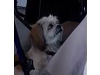 Adopt Hope a White - with Tan, Yellow or Fawn Shih Tzu / Mixed dog in