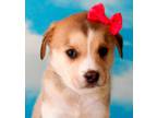 Adopt The Great Eight -- Skylar a Mixed Breed