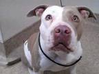 Adopt 683932 a Pit Bull Terrier