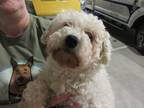 Adopt HEATHER a Poodle