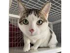 Rhhs-stray-rh459, Domestic Shorthair For Adoption In Grand Junction, Colorado