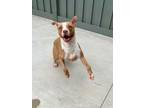 Adopt Bianca a Pit Bull Terrier, Mixed Breed