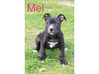 Adopt Mel a Terrier