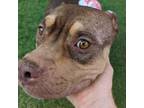 Adopt DAPHNE a Pit Bull Terrier, Mixed Breed