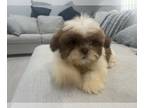 Shih Tzu PUPPY FOR SALE ADN-579324 - Beautiful puppies