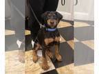 Doberman Pinscher PUPPY FOR SALE ADN-579359 - Doberman puppy