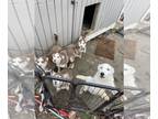 Siberian Husky PUPPY FOR SALE ADN-578873 - Husky puppies