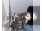 American Bully PUPPY FOR SALE ADN-579023 - Bully Pups for sale