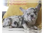 French Bulldog PUPPY FOR SALE ADN-579147 - Adorable French bulldog Princess blue