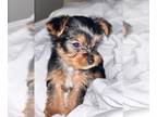 Yorkshire Terrier PUPPY FOR SALE ADN-578819 - Teacup Yorkie