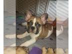French Bulldog PUPPY FOR SALE ADN-578939 - Akc french bulldogs