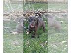 Labrador Retriever PUPPY FOR SALE ADN-578823 - Chocolate lab puppies