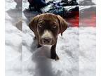 Labrador Retriever DOG FOR ADOPTION ADN-579215 - Rehoming puppy