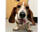 Adopt 52323047 Available 3/31 a Basset Hound