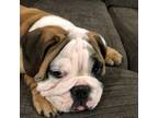 Bulldog Puppy for sale in Chillicothe, OH, USA